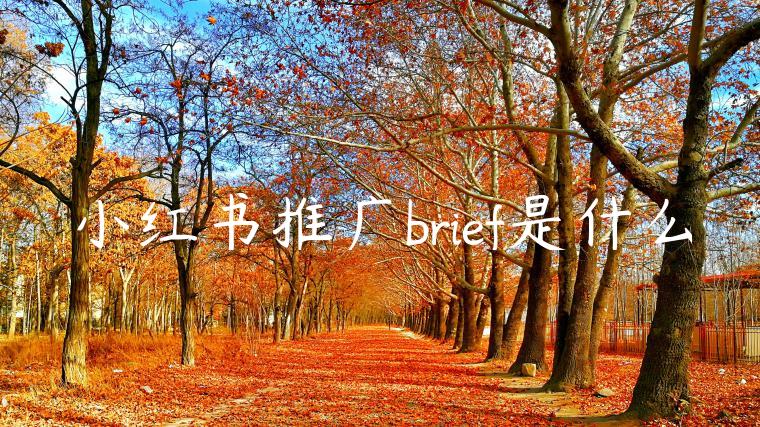 小红书推广brief是什么